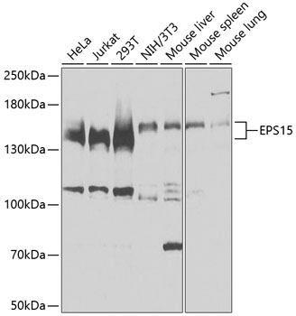 Western blot - EPS15 Polyclonal Antibody 