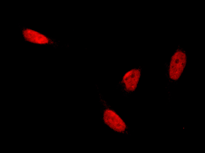 CBX3 Antibody, Rabbit PAb, Antigen Affinity Purified, Immunofluorescence