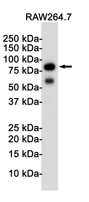 Western blot detection of TLR2 in Raw264.7 cell lysates using TLR2 Rabbit pAb(1:1000 diluted).Predicted band size:89KDa.Observed band size:89KDa.