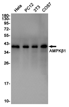 Western blot detection of AMPKβ1 in Hela,PC12,3T3,COS7 cell lysates using AMPKβ1 Rabbit pAb(1:1000 diluted).Predicted band size:30KDa.Observed band size:38KDa.