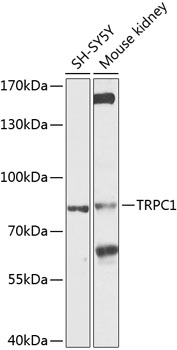Western blot - TRPC1 Polyclonal Antibody 