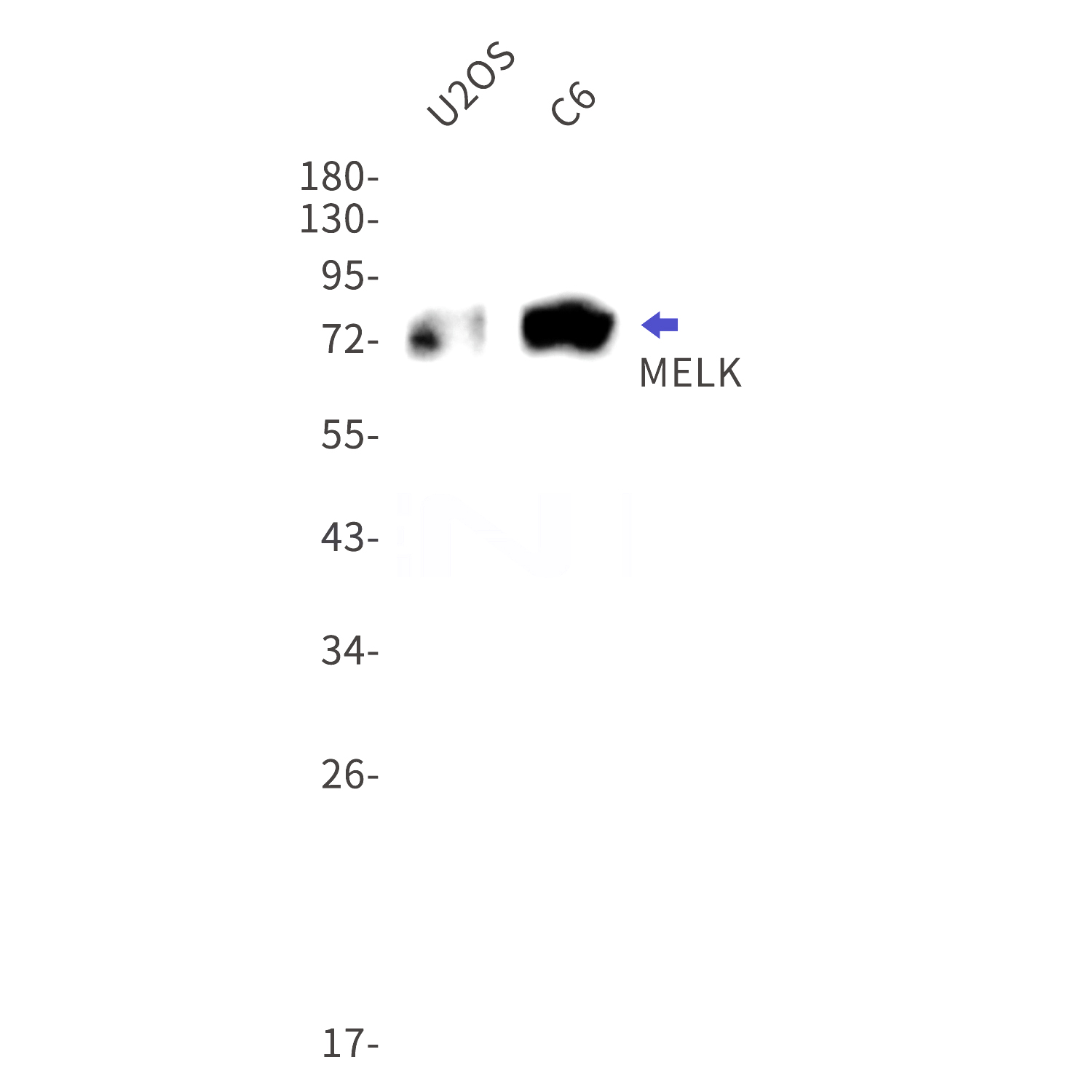 Western blot detection of MELK in U2OS,C6 cell lysates using MELK Rabbit mAb(1:1000 diluted).Predicted band size:75kDa.Observed band size:75kDa.