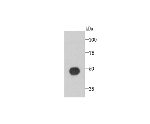 Fig1: Western blot analysis of C1orf175 on recombinant protein using anti-C1orf175 antibody at 1/1,000 dilution.