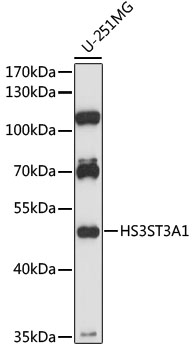 Western blot - HS3ST3A1 Polyclonal Antibody 