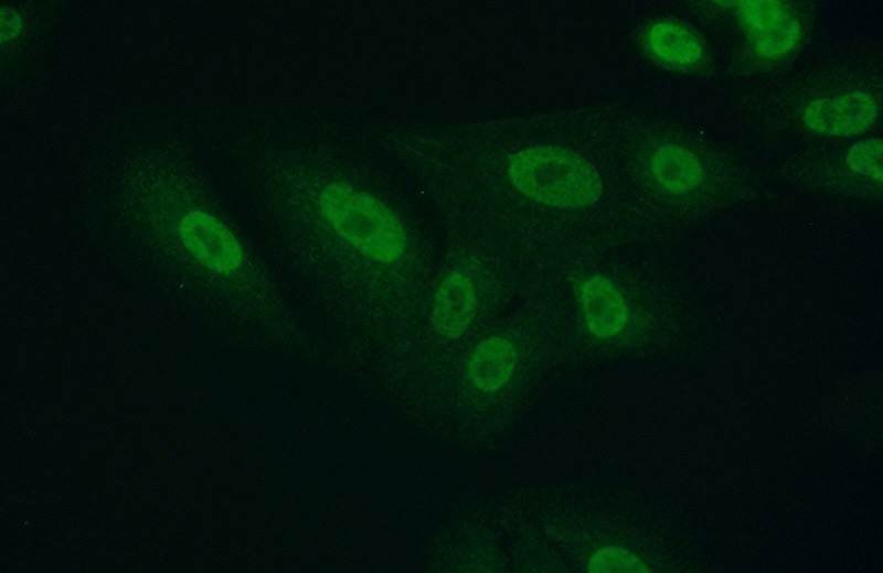 Immunofluorescent analysis of (10% Formaldehyde) fixed A549 cells using Catalog No:114205(PRMT1 Antibody) at dilution of 1:50 and Alexa Fluor 488-congugated AffiniPure Goat Anti-Rabbit IgG(H+L)