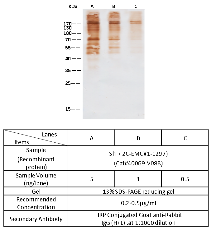 MERS-CoV (HCoV-EMC/2012) Spike Antibody, Rabbit PAb, Antigen Affinity Purified, Western blot