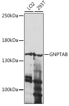 Western blot - GNPTAB Polyclonal Antibody 