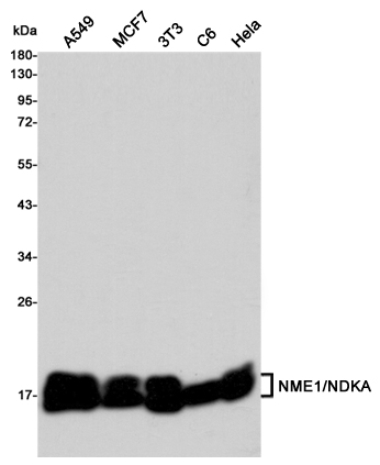 Western blot detection of NME1/NDKA in A549,MCF7,3T3,C6 and Hela cell lysates using NME1/NDKA mouse mAb(dilution 1:1000).Predicted band size:16,18kDa.Observed band size:16,18kDa.