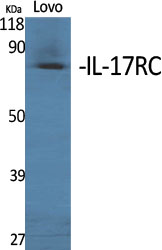 Fig1:; Western Blot analysis of various cells using IL-17RC Polyclonal Antibody
