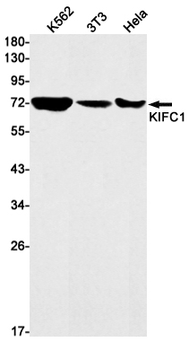 Western blot detection of KIFC1 in K562,3T3,Hela cell lysates using KIFC1 Rabbit mAb(1:1000 diluted).Predicted band size:74kDa.Observed band size:74kDa.