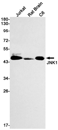 Western blot detection of JNK1 in Jurkat,Rat Brain,C6 cell lysates using JNK1 Rabbit mAb(1:1000 diluted).Predicted band size:48kDa.Observed band size:46kDa.