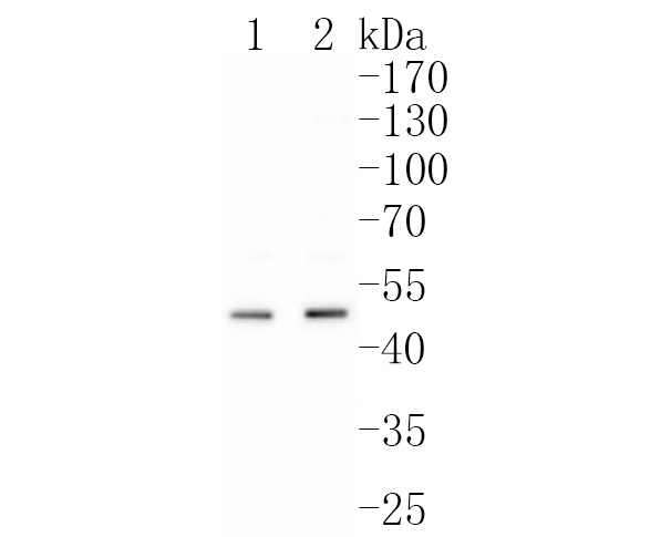 Fig1:; Western blot analysis of Urokinase on different lysates. Proteins were transferred to a PVDF membrane and blocked with 5% BSA in PBS for 1 hour at room temperature. The primary antibody ( 1/500) was used in 5% BSA at room temperature for 2 hours. Goat Anti-Rabbit IgG - HRP Secondary Antibody (HA1001) at 1:200,000 dilution was used for 1 hour at room temperature.; Positive control:; Lane 1: PC-3 cell lysate; Lane 2: MCF-7 cell lysate
