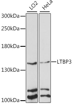 Western blot - LTBP3 Polyclonal Antibody 