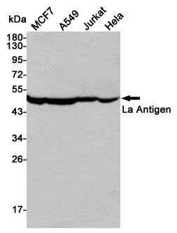 Western blot detection of La Antigen in MCF7,A549,Jurkat and Hela cell lysates using La Antigen mouse mAb(dilution 1:1000).Predicted band size:50kDa.Observed band size:50kDa.