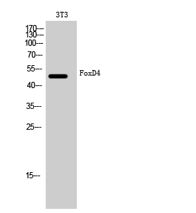 Fig1:; Western Blot analysis of 3T3 cells using FoxD4 Polyclonal Antibody cells nucleus extracted by Minute TM Cytoplasmic and Nuclear Fractionation kit (SC-003,Inventbiotech,MN,USA).