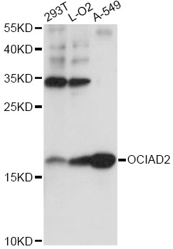 Western blot - OCIAD2 Polyclonal Antibody 