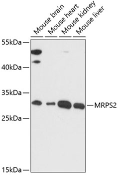 Western blot - MRPS2 Polyclonal Antibody 