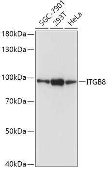 Western blot - ITGB8 Polyclonal Antibody 