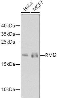Western blot - RMI2 Polyclonal Antibody 