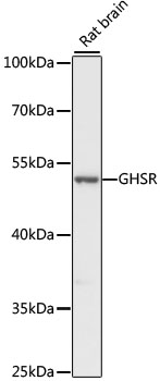 Western blot - GHSR Polyclonal Antibody 