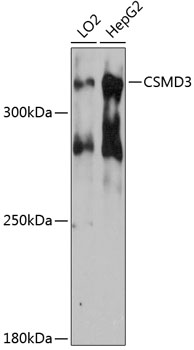 Western blot - CSMD3 Polyclonal Antibody 