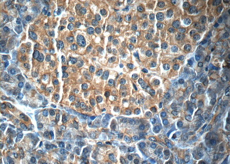 Immunohistochemistry of paraffin-embedded human pancreas tissue slide using Catalog No:107394(IL23A Antibody) at dilution of 1:50 (under 40x lens)