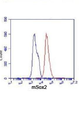 Flow Cytometry analysis of F9 cells stained with Sox2 (red, 1/100 dilution), followed by FITC-conjugated goat anti-mouse IgG. Blue line histogram represents the isotype control, normal mouse IgG.