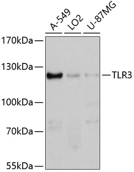 Western blot - TLR3 Polyclonal Antibody 