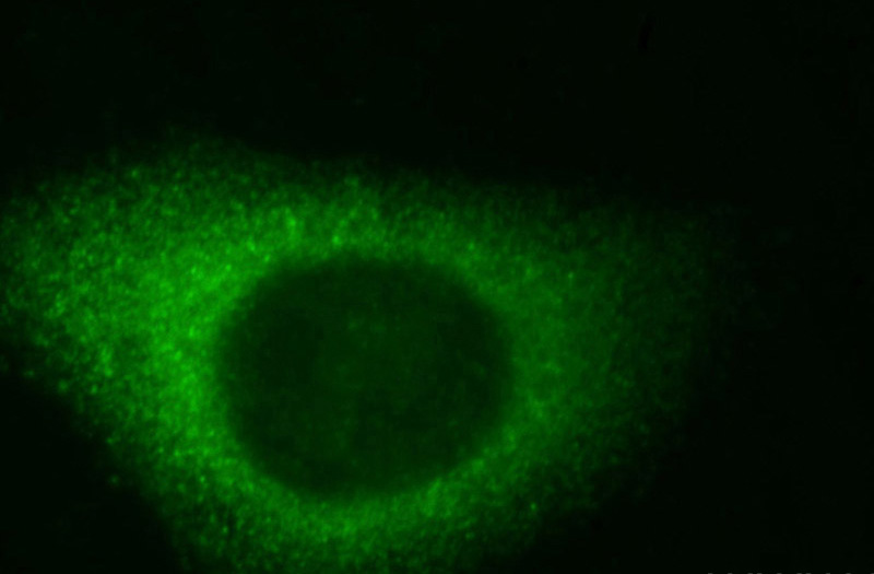 Immunofluorescent analysis of HepG2 cells, using DBNL antibody Catalog No:109878 at 1:50 dilution and FITC-labeled donkey anti-rabbit IgG(green).