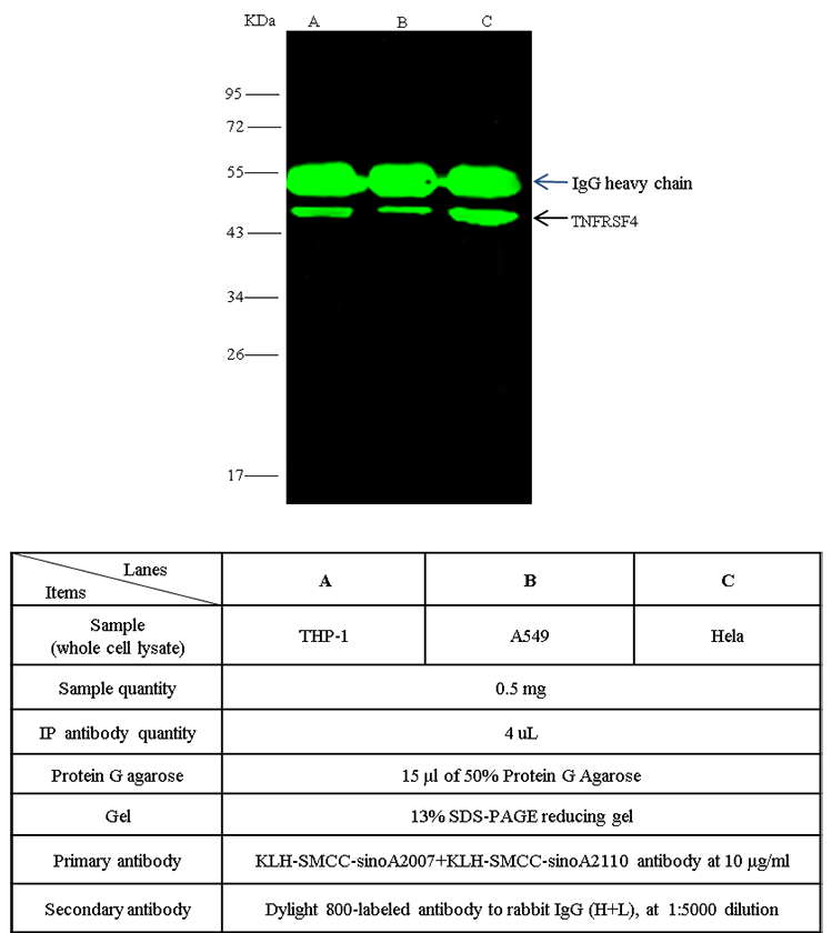 Human OX40/TNFRSF4/CD134 Immunoprecipitation(IP) 15594