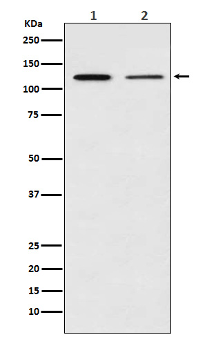 Western blot analysis of NFkB p100 / p52 expression in (1) Jurkat cell lysate; (2) Mouse heart lysate.