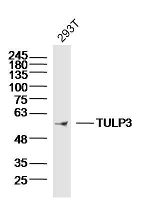 Fig1: Sample:293T Cell (human) Lysate at 40 ug; Primary: Anti-TULP3 at 1/300 dilution; Secondary: IRDye800CW Goat Anti-Rabbit IgG at 1/20000 dilution; Predicted band size: 50 kD; Observed band size: 50 kD