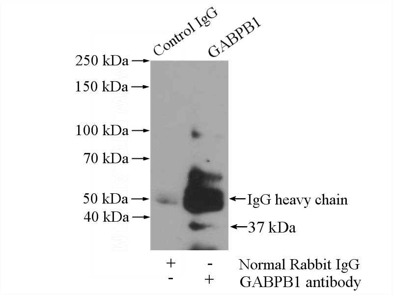 IP Result of anti-GABPB1 (IP:Catalog No:110805, 4ug; Detection:Catalog No:110805 1:1000) with HeLa cells lysate 520ug.