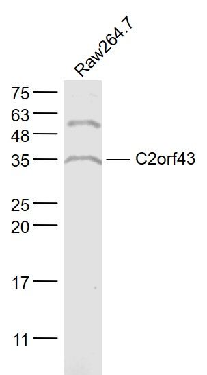 Fig1: Sample:; Raw264.7(Mouse) Cell Lysate at 30 ug; Primary: Anti- C2orf43 at 1/1000 dilution; Secondary: IRDye800CW Goat Anti-Rabbit IgG at 1/20000 dilution; Predicted band size: 37 kD; Observed band size: 35 kD