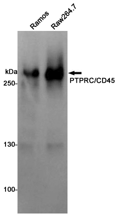 Western blot detection of Anti-PTPRC Mouse mAb in Ramos,Raw264.7 cell lysates using Anti-PTPRC Mouse mAb(1:1000 diluted).Predicted band size:147.3KDa.Observed band size:180 to 240KDa.