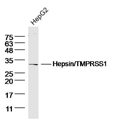 Fig1: Sample: HepG2 (human)Cell Lysate at 40 ug; Primary: Anti- Hepsin/TMPRSS1 at 1/300 dilution; Secondary: IRDye800CW Goat Anti-Rabbit IgG at 1/20000 dilution; Predicted band size: 28kD; Observed band size: 28 kD