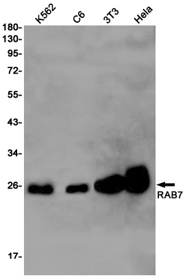 Western blot detection of RAB7 in K562,C6,3T3,Hela cell lysates using RAB7 Rabbit pAb(1:1000 diluted).Predicted band size:24kDa.Observed band size:24kDa.