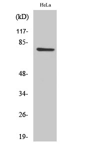 Fig1:; Western Blot analysis of various cells using CEP78 Polyclonal Antibody