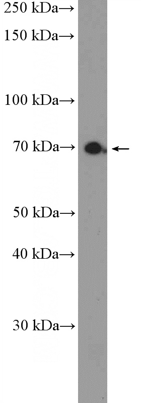 HeLa cells were subjected to SDS PAGE followed by western blot with Catalog No:112741(MPEG1 Antibody) at dilution of 1:600