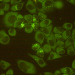 Immunocytochemistry staining of HeLa cells fixed with 4% Paraformaldehyde and using DDX3 mouse mAb (dilution 1:200).