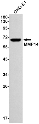 Western blot detection of MMP14 in CHO-K1 cell lysates using MMP14 Rabbit mAb(1:1000 diluted).Predicted band size:66kDa.Observed band size:66kDa.
