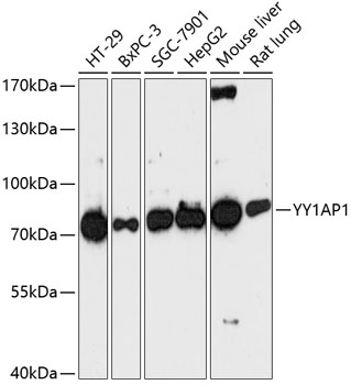 Western blot - YY1AP1 Polyclonal Antibody 