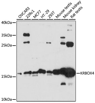 Western blot - KRBOX4 Polyclonal Antibody 