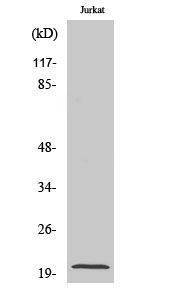 Fig1:; Western Blot analysis of various cells using FGF-22 Polyclonal Antibody diluted at 1: 1000