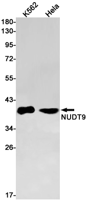 Western blot detection of NUDT9 in K562,Hela cell lysates using NUDT9 Rabbit pAb(1:1000 diluted).Predicted band size:39kDa.Observed band size:39kDa.
