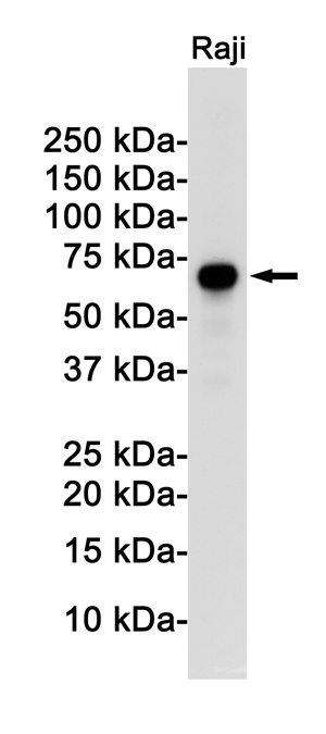 Western blot detection of Rel B in Raji cell lysates using Rel B Rabbit pAb(1:1000 diluted).Predicted band size:62KDa.Observed band size:62KDa.