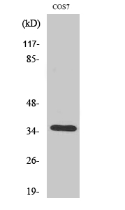 Fig1:; Western Blot analysis of various cells using Olfactory receptor 52E1 Polyclonal Antibody