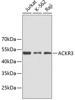 Western blot - ACKR3 Polyclonal Antibody 