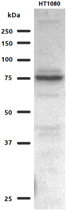 WB redult of GFPT2 antibody (Catalog No:110952) with HT1080 cells.