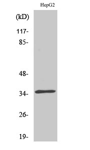 Fig1:; Western Blot analysis of various cells using CdkL4 Polyclonal Antibody diluted at 1: 500